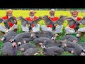 24 Pieces Titir Birds Meat Curry Recipe - Special Food Cooking by Grandpa for Unfortunate People