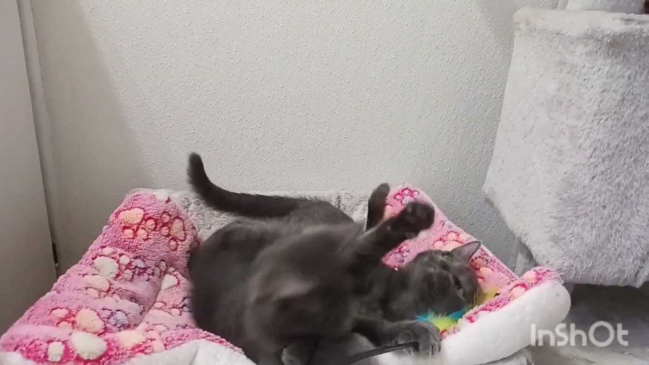 Maddie Jane, a ADOPTABLE mixed breed in Mesa, AZ video 4/4