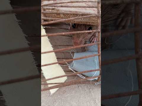 #music #funny #remix 🐿️🤫