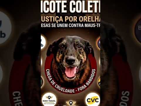 bolsonaristas assassinos #noticias #justiçaproorelha #santacatarinabrasil #paraná #goiás #tocantins