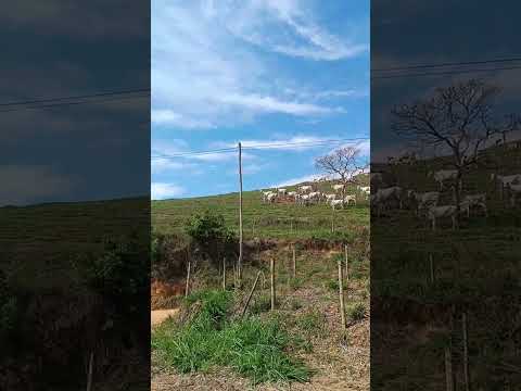 fazenda na estrada de Faria Lemos para Carangola MG. #musica #fazenda #natureza .