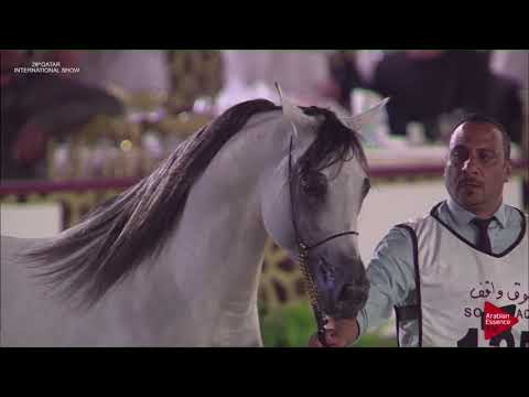 N.125 SHABAB AL NASSER - 2019 Qatar International show - Stallions 4 to 6 Years Old (Class 10)