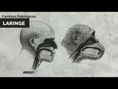 Rasgos de la Evolución del Lenguaje