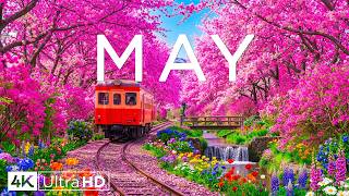 Spring in May 8K 🌸 Early Spring Magic 2026 | Flowers, Sunrise & Tranquil Views (Ultra HD)