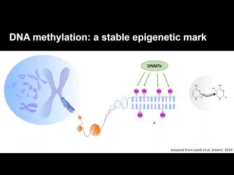 About DNMT3A, Dr. Karine Doiron