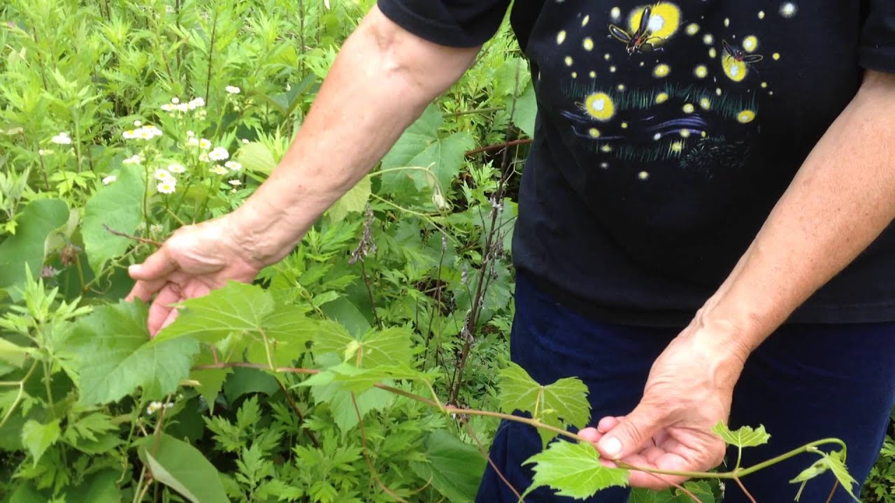 Grapevine and grape leaves with Susun Weed - YouTube