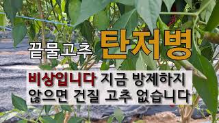 끝물 고추 탄저병 비상입니다. 지금 방제 하지 않으면 건질 고추가 없습니다. #주말농장 #고추 가꾸기 #고추…