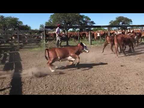 190 terneros braford m y h helvecia