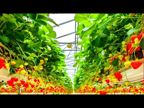 Awesome Hydroponic Strawberries Farming: Modern Agriculture Technology - Strawberries Harvesting