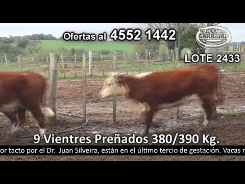 Lote 9 Vaquillonas Vacas Preñadas 3 HE,  2 HE c/  AA,  2 HE c/  RA,  1 NO c/  HE,  1 AA c/  NO. 380kg -  en La Soledad. Pantanoso a 20 Km de Nueva Helvecia