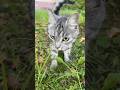 Young Grey Cat Is Back