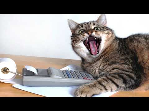 Заплати налоги и спи спокойно! ➤ Кошка Чечня БлоХер