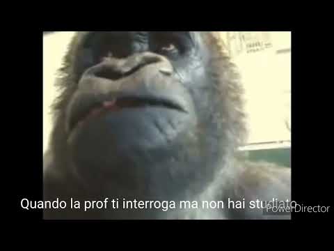 Quando la prof ti interroga a sorpresa (edizione gorilla)