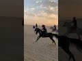 Arabian Horse Riding By A Beautiful Lady In The Desert Viralvideo