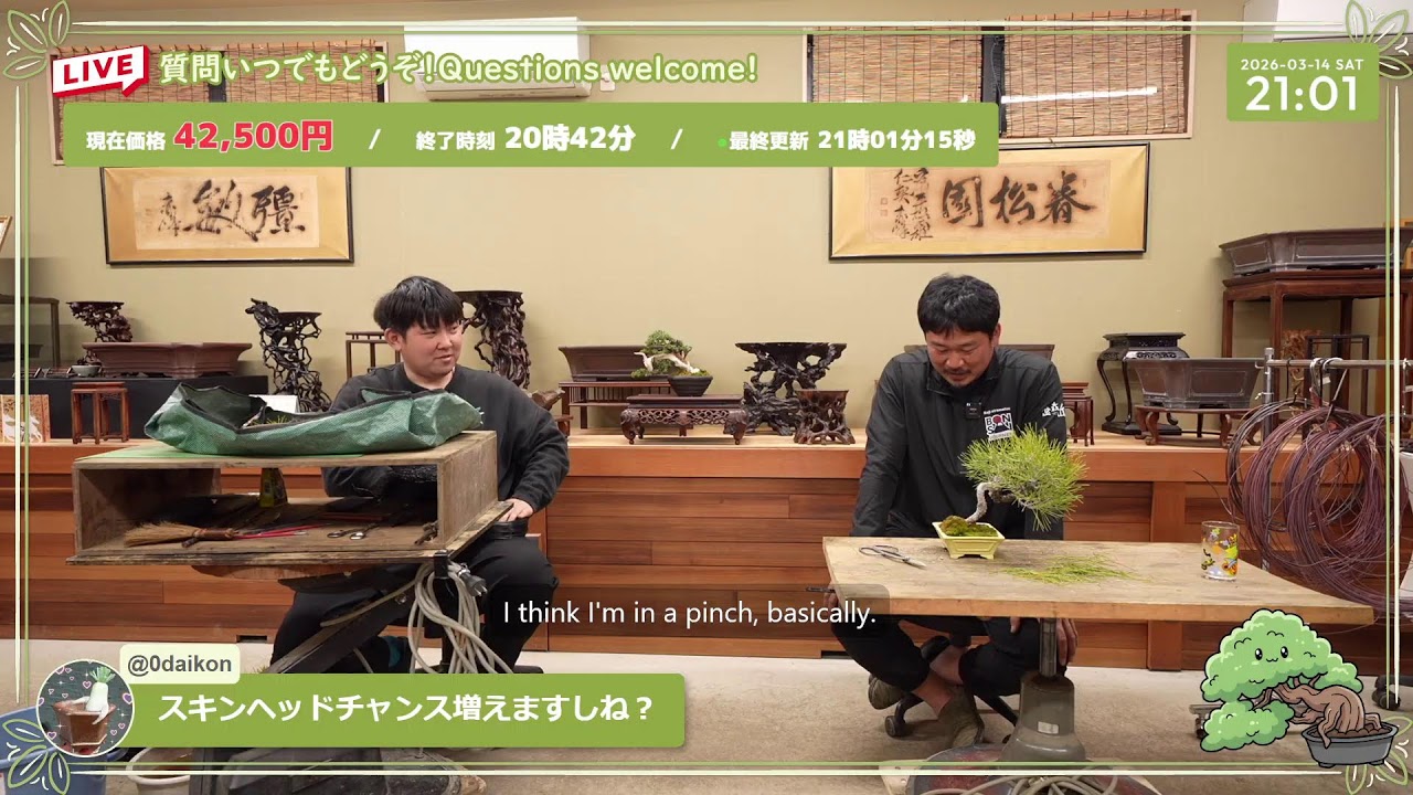 盆栽のオークション結果を見守るライブ配信 Bonsai live