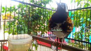 Download lagu Anis macan gacor ngeplong untuk pancingan Anis lain agar ikutan bunyi Sahut sahutan mp3