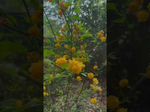 Sunday Funday 🌻 #sundayfunday #garden #spring #vlog