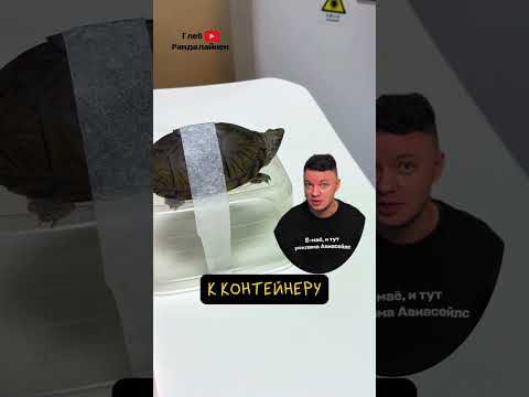 Животные в КТ и МРТ 😹