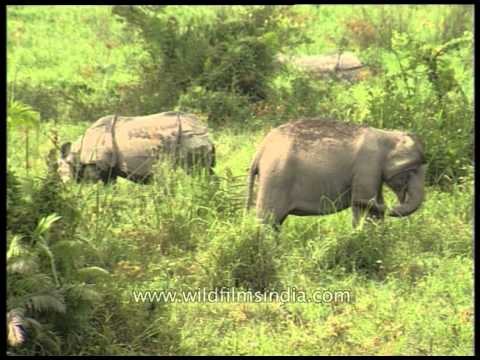 Elephants and Rhino grazing on a same field