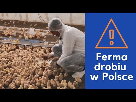 , title : 'Jak wygląda ferma drobiu w Polsce? Produkcja jaj wylęgowych na fermie w Paulinach.'
