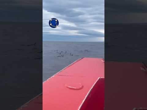 PINGÜINOS Y DELFINES EN EL ESTRECHO DE MAGALLANES