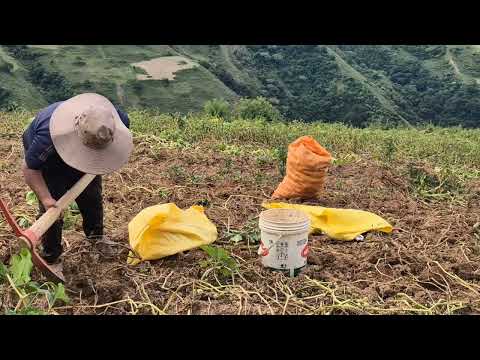 Cosecha de papa en  mi comunidad de Quirusillas, Incahuasi - Chuquisaca.