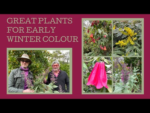 Great flowering plants for early winter colour: perennials-shrubs-climbers