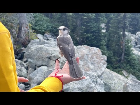 🐦 Friendly Canada Gray Jay at Whistler Blackcomb Mountain 🏔