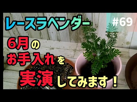 アメリカンラベンダーヘザー 植物
