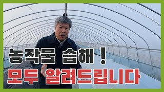 습해를 받은 농작물! 걱정하지마세요! 당신이 몰랐던 습해!