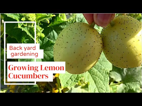 Growing Lemon Cucumbers