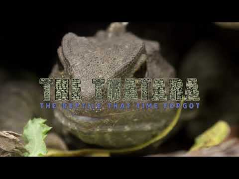 Tuatara: The Reptile That Time Forgot (Preview)
