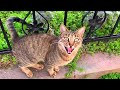 Funny Tabby Cat Meowing Loudly