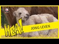 HEA! Jong leven