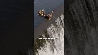 This duckling fell down a waterfall so its mom did this ❤️