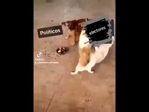 Políticos / Electores