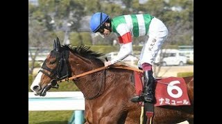【桜花賞予想オッズ】チューリップ賞Vのナミュールが予想1番人気|Top News