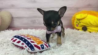 チワワ(スムース)の動画01