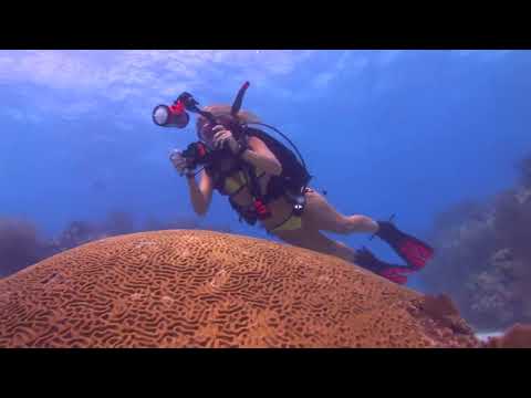 Where to Dive in The Florida Keys & Key West