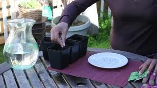 How to Plant Tiny Seeds : Seed Planting Tips