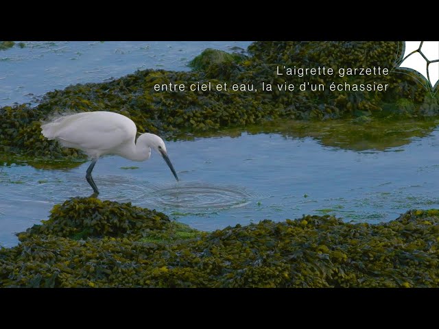Aigrette garzette : Entre ciel et eau, la vie d'un échassier