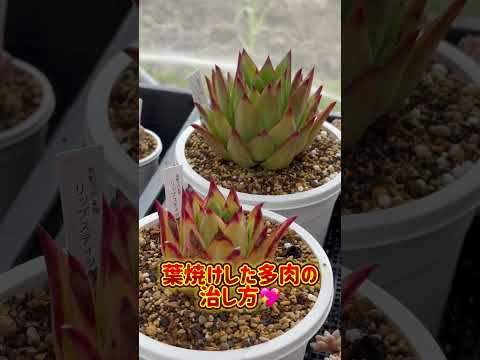 熱いマンネングサ 植物