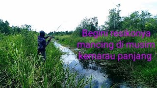 Download lagu MENEMUKAN SARANG IKAN GABUS YANG KELAPARAN ‼️ FULL STRIKE ❗ mp3 Download lagu MENEMUKAN SARANG IKAN GABUS YANG KELAPARAN ‼️ FULL STRIKE ❗ mp3