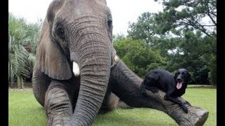 Amistad entre un elefante huérfano y un perro