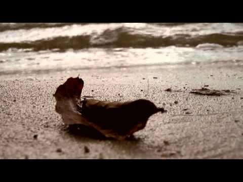 Main Moe & Negundo - Herbst