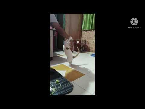 Funny Cats Jumping Into Owner's Arms Compilation || NEW HD
