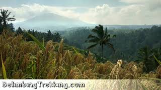 preview picture of video 'Belimbing Trekking Wanasepi Rice Terraces part 1'
