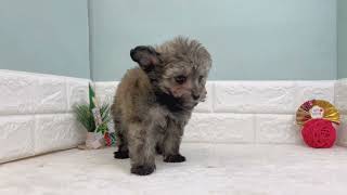 ハーフ犬の動画01