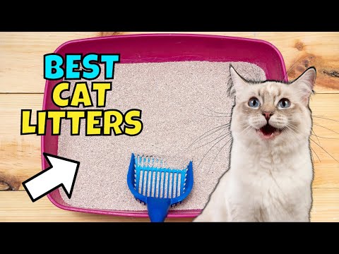 The BEST Cat Litters of 2023 (Expert Recommended)