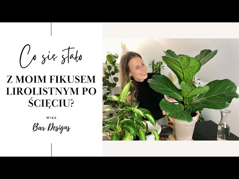 Co się stało z moim ściętym fikusem lirolistnym?